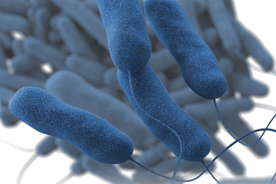 Operator Legionella 1